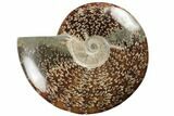 Polished Ammonite Fossil - Madagascar #191517-1